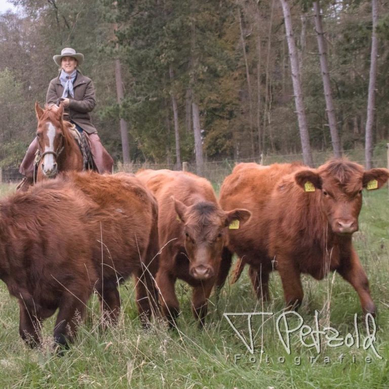 Cowgirl arbeitet Rinderherde